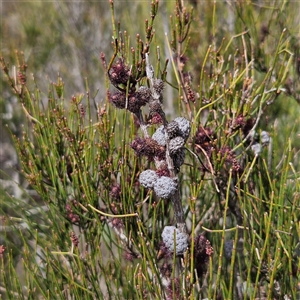 Allocasuarina nana at Bombay, NSW - 28 Sep 2025 by MatthewFrawley