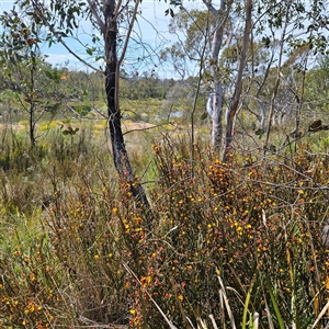 Bossiaea bombayensis at Bombay, NSW - 28 Sep 2025 by MatthewFrawley