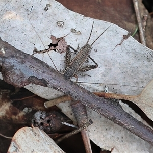 Lepidogryllus sp. (genus) (A cricket) by KylieWaldon
