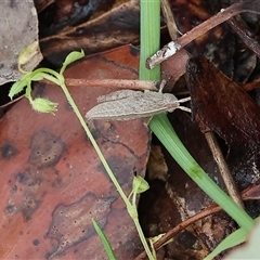 Goniaea sp. (genus) (A gumleaf grasshopper) at Chiltern, VIC - 28 Sep 2025 by KylieWaldon