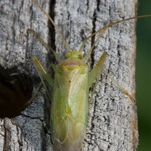Creontiades dilutus (Green Mirid) by amiessmacro