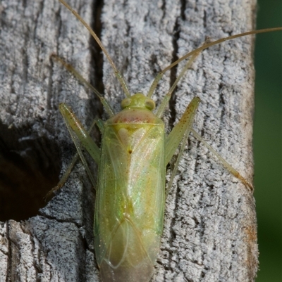 Creontiades dilutus (Green Mirid) at  - suppressed by amiessmacro