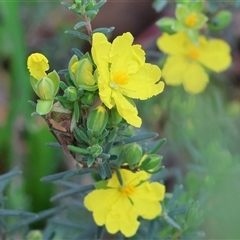 Hibbertia sericea by KylieWaldon