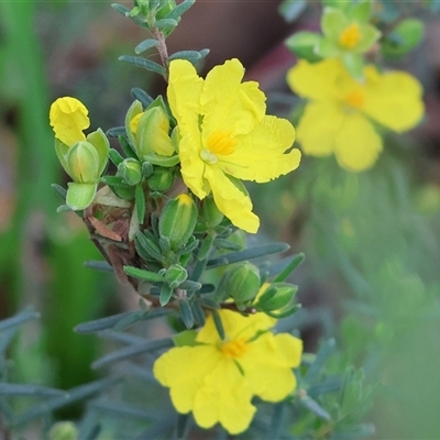 Hibbertia sericea at  - suppressed by KylieWaldon