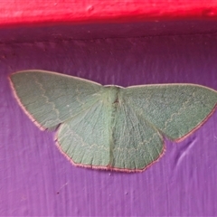 Prasinocyma semicrocea (Common Gum Emerald moth) by Csteele4