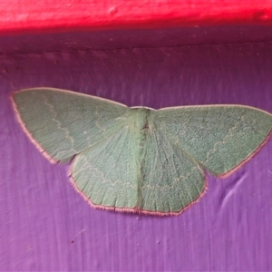 Prasinocyma semicrocea (Common Gum Emerald moth) by Csteele4
