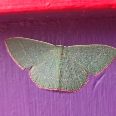 Prasinocyma semicrocea (Common Gum Emerald moth) at  - suppressed by Csteele4