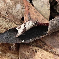 Vacuana vacuana (A Tortricid moth (Tortricinae)) by KylieWaldon