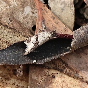 Vacuana vacuana (A Tortricid moth (Tortricinae)) by KylieWaldon