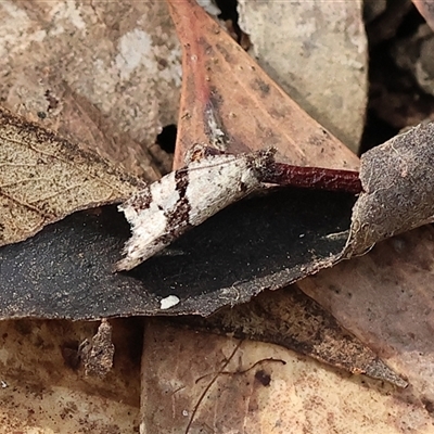 Vacuana vacuana (A Tortricid moth (Tortricinae)) at  - suppressed by KylieWaldon