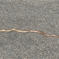Pseudonaja textilis (Eastern Brown Snake) at Yarralumla, ACT - 24 Sep 2025 by MichaelWenke