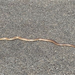 Pseudonaja textilis (Eastern Brown Snake) at Yarralumla, ACT - 24 Sep 2025 by MichaelWenke