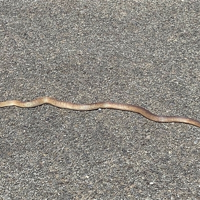Pseudonaja textilis (Eastern Brown Snake) at Yarralumla, ACT - 24 Sep 2025 by MichaelWenke
