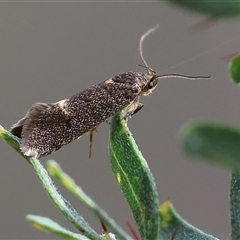 Leistomorpha brontoscopa (A concealer moth) at Chiltern, VIC - 28 Sep 2025 by KylieWaldon