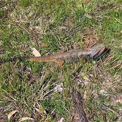 Pogona barbata (Eastern Bearded Dragon) at Fraser, ACT - 28 Sep 2025 by MichaelWenke
