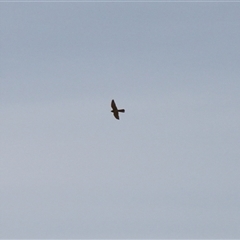 Falco cenchroides (Nankeen Kestrel) at Rendezvous Creek, ACT - 28 Sep 2025 by VanceLawrence