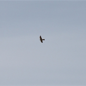 Falco cenchroides (Nankeen Kestrel) at Rendezvous Creek, ACT - 28 Sep 2025 by VanceLawrence