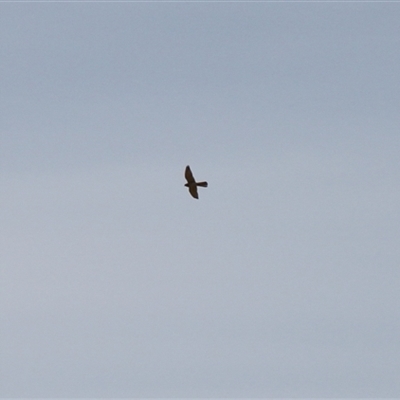 Falco cenchroides (Nankeen Kestrel) at Rendezvous Creek, ACT - 28 Sep 2025 by VanceLawrence
