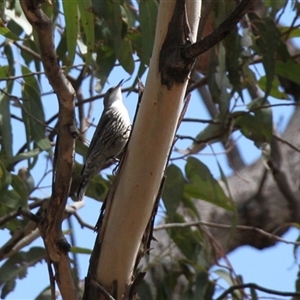 Cormobates leucophaea (White-throated Treecreeper) at Rendezvous Creek, ACT - 27 Sep 2025 by VanceLawrence