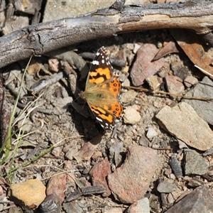 Vanessa kershawi (Australian Painted Lady) at Rendezvous Creek, ACT - 27 Sep 2025 by VanceLawrence