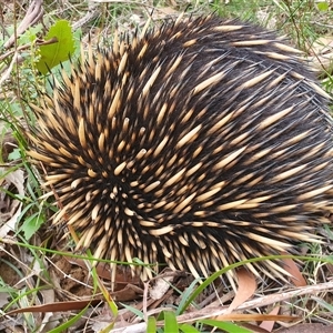 Tachyglossus aculeatus (Short-beaked Echidna) at Penrose, NSW - 28 Sep 2025 by Aussiegall
