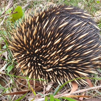 Tachyglossus aculeatus (Short-beaked Echidna) at Penrose, NSW - 28 Sep 2025 by Aussiegall
