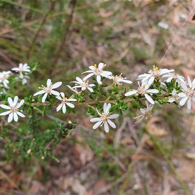 Olearia microphylla (Olearia) at  - suppressed by Aussiegall