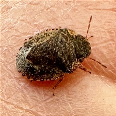 Unverified True bug (Hemiptera, Heteroptera) at Chapman, ACT - 27 Sep 2025 by WindyHen