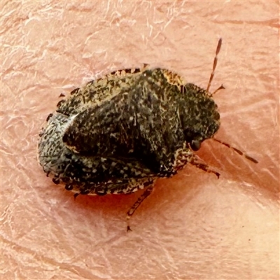 Unverified True bug (Hemiptera, Heteroptera) at Chapman, ACT - 27 Sep 2025 by WindyHen