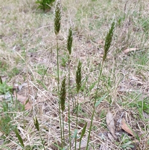 Anthoxanthum odoratum (Sweet Vernal Grass) at Penrose, NSW - 28 Sep 2025 by Aussiegall