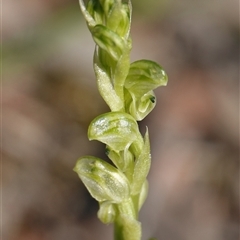 Hymenochilus cycnocephalus (Swan greenhood) at Hall, ACT - 28 Sep 2025 by Anna123
