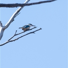 Todiramphus sanctus (Sacred Kingfisher) at Penrose, NSW - 28 Sep 2025 by Aussiegall