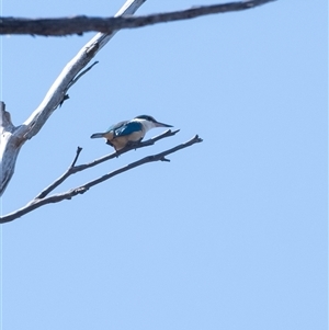 Todiramphus sanctus (Sacred Kingfisher) at Penrose, NSW - 28 Sep 2025 by Aussiegall