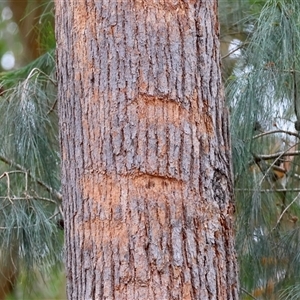 Unverified Mammal by LisaH