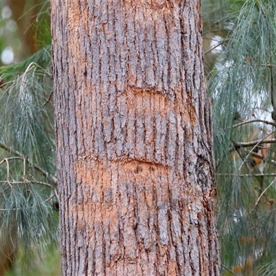 Unverified Mammal at  - suppressed by LisaH