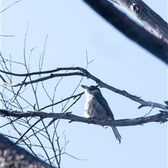 Cracticus torquatus (Grey Butcherbird) at Penrose, NSW - 28 Sep 2025 by Aussiegall