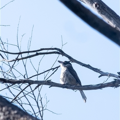 Cracticus torquatus (Grey Butcherbird) at Penrose, NSW - 28 Sep 2025 by Aussiegall