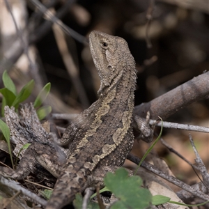 Amphibolurus muricatus (Jacky Lizard) at Rendezvous Creek, ACT - 28 Sep 2025 by patrickcox