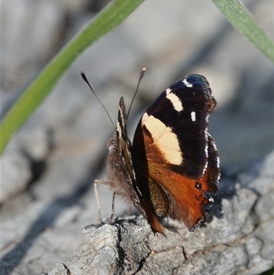 Vanessa itea (Yellow Admiral) at Hall, ACT - 28 Sep 2025 by Anna123