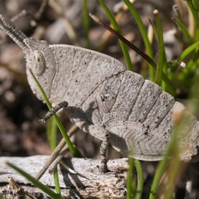 Goniaea australasiae (Gumleaf grasshopper) at Rendezvous Creek, ACT - 28 Sep 2025 by patrickcox
