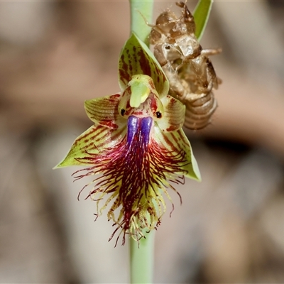 Calochilus campestris (Copper Beard Orchid) at  - suppressed by LisaH