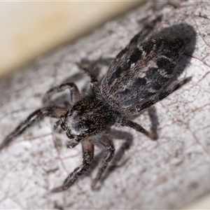 Unverified Jumping or peacock spider (Salticidae) at Rendezvous Creek, ACT - 28 Sep 2025 by patrickcox