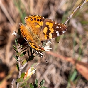 Vanessa kershawi (Australian Painted Lady) at Penrose, NSW - 28 Sep 2025 by Aussiegall