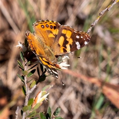 Vanessa kershawi (Australian Painted Lady) at Penrose, NSW - 28 Sep 2025 by Aussiegall