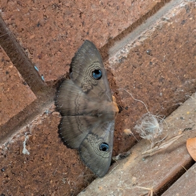 Dasypodia selenophora (Southern old lady moth) at Hackett, ACT - 28 Sep 2025 by WalterEgo