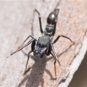Myrmarachne (genus) (Unidentified Ant-mimic jumping spider) at Rendezvous Creek, ACT - 28 Sep 2025 by patrickcox