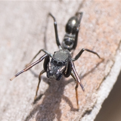 Myrmarachne (genus) (Unidentified Ant-mimic jumping spider) at Rendezvous Creek, ACT - 28 Sep 2025 by patrickcox