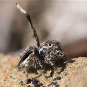 Maratus chrysomelas (Variable Peacock Spider) at Booth, ACT - 28 Sep 2025 by patrickcox
