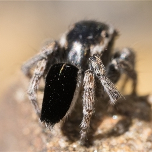 Maratus proszynskii (Peacock spider) at Booth, ACT - 28 Sep 2025 by patrickcox