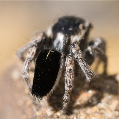 Maratus proszynskii (Peacock spider) at Booth, ACT - 28 Sep 2025 by patrickcox